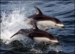 Figure 16. Pacific white-sided dolphins can often be seen by the thousands in sanctuary waters. (Photo: NOAA NMFS Southwest Fisheries Science Center)
