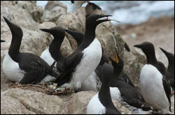 Figure 17. Common Murres in their chaotic rookery preparing for mating. (Photo: A. Schmidt, PRBO Conservation Science)    