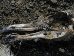 Figure 22. Many seabirds, such as this gull, die from entanglement in fishing gear. (Photo: J. Hall, GFNMS)