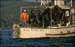 Figure 25. The commercial fishery for herring is not always opened in Tomales Bay and is regulated by the California Department of Fish and Game. (Photo: R. Allen)