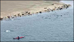 Figure 27. Harbor seals disperse into the waters of Tomales Bay after disturbance from a kayaker. (Photo: J. Thompson, Mojoscoast.com)