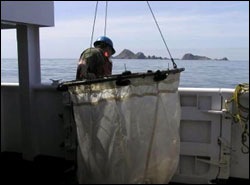 Figure 47. Farallon scientist readies a hoop net to sample for plankton near the South Farallon Islands. (Photo: J. Hall, GFNMS)