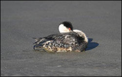 Figure 48. An oiled Western Grebe found during a sanctuary Beach Watch survey, conducted for the Cosco Busan oil spill. (Photo: J. Roletto, GFNMS)