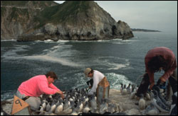 Figure 49. Biologists from the U.S. Fish and Wildlife Service work to reestablish a colony of Common Murres in a nearshore area of the Monterey Bay sanctuary. This colony of murres was depleted by oil spills and gillnetting in the 1980s, but recovery efforts are showing positive results. (Photo: J. Roletto)