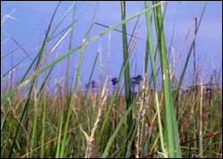 Figure 51. Invasive cordgrass, Spartina alterniflora, is currently under control and possibly eradicated in Bolinas Lagoon. (Photo: National Aquarium in Baltimore)