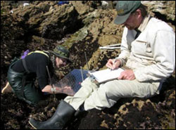 Figure 52. Sanctuary researchers routinely survey rocky intertidal sites on the Farallones to keep track of the health of the sanctuary. (Photo: J. Roletto, GFNMS)