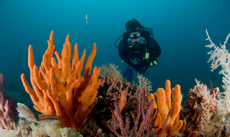 Photo of a diver and coral
