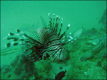 Figure 25. One of the two lionfish that were observed for the first time in the sanctuary in fall 2007. Photo: Matt Kendall/NOAA
