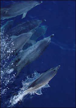 Figure 10. Atlantic spotted dolphins are relatively small and live in both coastal and offshore waters, feeding primarily on fish and squid. Photo: Greg McFall/NOAA