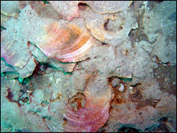 Figure 11. Ancient scallop bed at Gray s Reef with shells embedded in sediments that were deposited 30,000 years ago. Photo: Greg McFall/NOAA