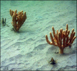 Figure 7. Shifting sands and a lack of firm substrate preclude most sessile forms from settling in sandy areas of the reef. Burrowing clams and crustaceans, mobile snails, sea stars and burrowing polychaete worms are better adapted to life in these loose sediments. Photo: Matt Kendall/NOAA