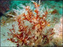 Figure 8. Hydroid photographed in Gray's Reef. Hydroids are usually colonial and have a branched skeleton that generally grows in patterns resembling feathers or ferns. Photo: Greg McFall/NOAA