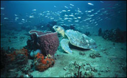 Figure 9. Gray's Reef is an important area for loggerhead sea turtles to rest and forage throughout the year. Photo: Flip Nicklin/National Geographic Society