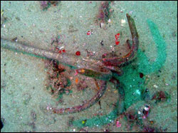 Figure 12. Anchors were once used by some visitors to Grays Reef to secure boats for fishing, diving and research. Such anchoring can pose a serious threat to sanctuary marine resources. Photo: Greg McFall/NOAA