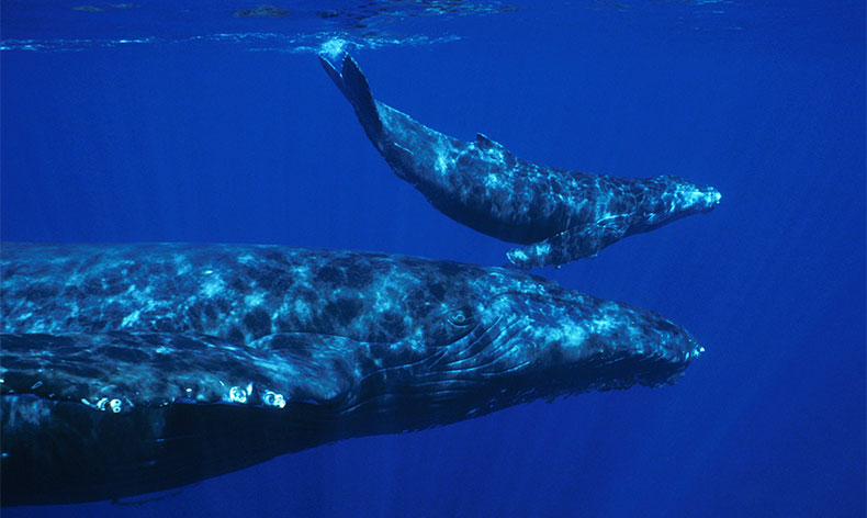 Photo of a whale and calf in Hawaiian Islands Humpback Whale