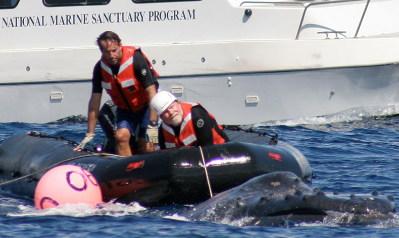 photo of a whale rescue
