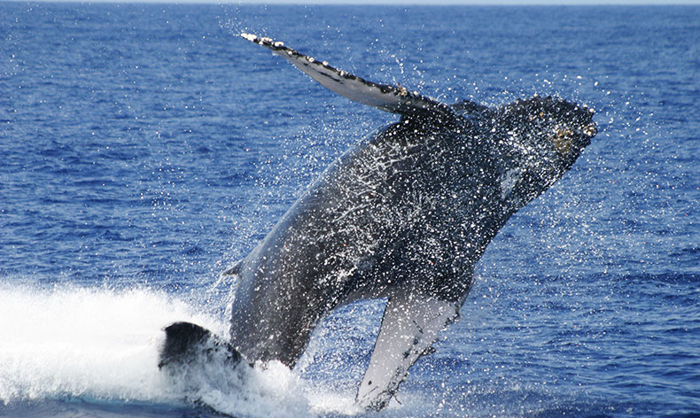 Photo a breaching whale