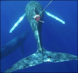 Figure 12. Humpback whale entangled in fishing gear believed to be used for trapping crabs. This suggests the whale dragged the gear from Alaska to Hawai'i. The animal is emaciated, collapsing inward, and is an unhealthy light gray rather than the usual dark gray to black color. (Photo: HIHWNMS / NOAA MMHSRP Permit #932-1489)