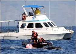 Figure 21. Efforts to disentangle a humpback whale in Hawaiian waters on Feb. 12, 2005. Rescuers position themselves to remove entangled gear from the whale. (Photo: HIHWNMS / NOAA MMHSRP Permit #932-1489)
