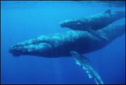 Figure 6. Mother and calf. (Photo: D. Perrine, Hawai�i Whale Research Foundation, NOAA Fisheries Permit #882)