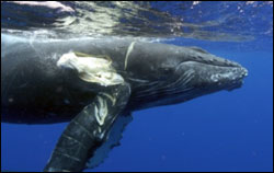 Figure 9. A humpback whale calf displays injuries to its pectoral fin that experts believe were caused by a ship propeller. (Photo: HIHWNMS / NOAA MMHSRP Permit #923-1489)