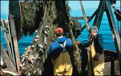 Trawlers tow nets that sweep across the ocean floor.