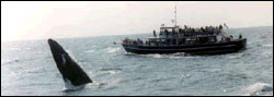TA humpback whale breaches next to a whale watching vessel.  Voluntary guidelines for whale watching, issued by NOAA, have been in effect since 1985.