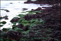 Figure 11.  Surfgrass and algae-covered rocks at Pt. Pinos. Photo: C. King, NOAA/MBNMS/SIMoN
