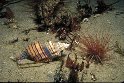 Figure 12.  A Cooper's nutmeg and a tube anemone living on the sandy bottom in Hopkin's Marine Life Refuge in Monterey Bay. Photo: S. Lonhart, NOAA/MBNMS/SIMoN
