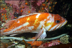 Figure 13.  A copper rockfish on the rocky reef at Whaler's Cove, Point Lobos. Photo: C. King, NOAA/MBNMS/SIMoN