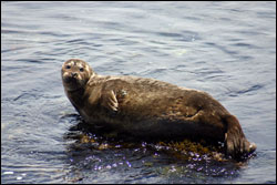 Figure 15.  A harbor seal hauls out onto a rock along Cannery Row. Photo: S. Lonhart, NOAA/MBNMS/SIMoN