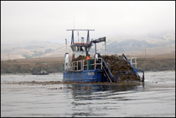 Figure 26. A kelp harvester operating off San Simeon. Kelp is harvested in the sanctuary at a variety of locations to sustain aquaculture operations and to be turned into a variety of products. Photo: K. Karr, UCSC  