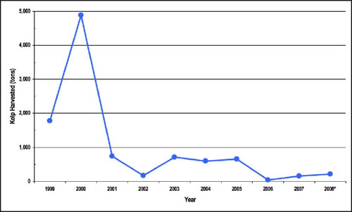 Figure 58. Amount of kelp harvested in the Monterey Bay National Marine Sanctuary from 1999 to 2008. Data for California Department of Fish and Game administrative beds 209 to 301 based on kelp harvesters monthly reports to the CDFG. Data from 2008 is preliminary. Graph: J. Brown, NOAA/MBNMS/SIMoN. 