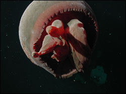 Figure 9.  This Big Red Jelly (Tiburonia granrojo), a newly named and described species, was found slightly above the Davidson Seamount crest at 1,363 meters. Photo:  NOAA/MBARI