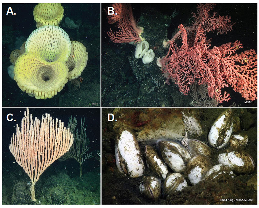 photo of sponges, bubblegum corals, bamboo corals and clams