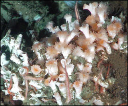 Figure 33. Stony coral Lophelia pertusa, characteristic of deepwater coral assemblages in the North Atlantic but less documented in the Pacific, was recently found in the sanctuary at several locations.