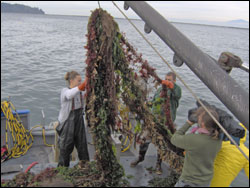 Figure 34. Derelict gear is removed from the ocean floor. This net contained numerous dead animals, including seabirds, fish, harbor seals, harbor porpoise and a California sea lion. (Photo: Olympic Coast sanctuary)