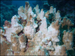 Figure 13. Partially bleached Porites sp. coral in the monument.