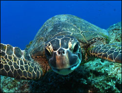 Figure 8. Green sea turtles are found around most of the islands in the Hawaiian Archipelago.  Their primary nesting site is at French Frigate Shoals.  (Photo: James Watt)