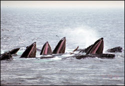Stellwagen Bank sanctuary  serves as a critical feeding ground for endangered whales such as humpbacks, shown here bubble feeding.