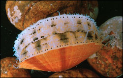 The sea scallop has over 100 blue eyes along the edge of its mantle, with which it senses light intensity.