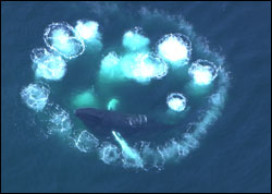 A humpback whale feeds within the sanctuary using a net made of bubbles to entrap fish.