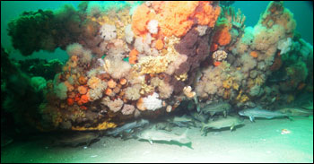 TCod congregate under a portion of the Paul Palmer shipwreck in the sanctuary.
