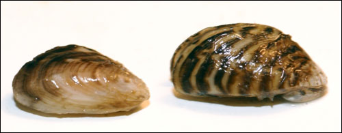 Figure 35. Invasive quagga (left) and zebra mussels (right) were introduced into the Great Lakes in the late 1980s (Michigan SeaGrant).