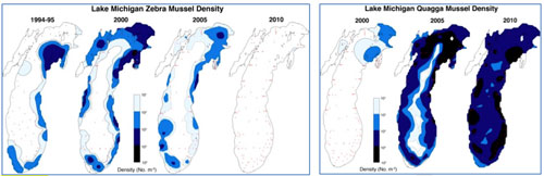 Figure 36. Maps of zebra and quagga mussel distribution over time in Lake Michigan. Note that by 2010, quagga mussels have displaced zebra mussels and are now far more abundant and widespread than zebra mussels ever were. A similar trend is occurring in Lake Huron. Researchers from NOAA's Great Lakes Environmental Lab are studying the trend and in 2012 began an invasive mussel monitoring initiative in Thunder Bay (NOAA GLERL).