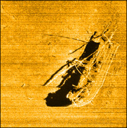 Figure 57. Site assessments are conducted using a variety of data, from sonar images to direct observation by divers. This side-scan sonar image of the schooner M. F. Merrick (discovered by the sanctuary in 2011) is a good example and offers much useful data. At 300 feet deep, the wreck's assessment relied chiefly on this image, which in turn informed follow-up ROV and SCUBA dives to the site. 