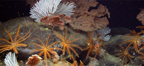 photo montage of sea life