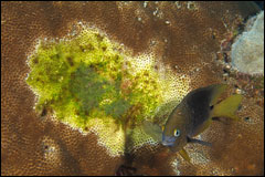 A threespot damselfish guards eggs that have been laid on a star coral.