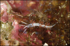 One of three species of nudibranch photographed during the cruise.