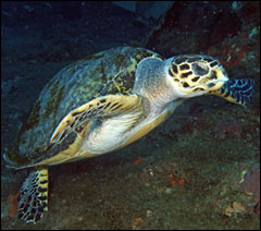 A Stetson Bank resident hawksbill sea turtle.  Hawksbill eat sponges, and Stetson Bank is loaded with them!